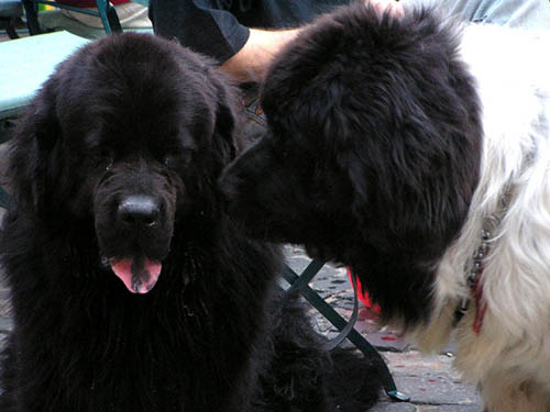 Kevin Mahogany Quartet - Jazz Na Starówce 2005